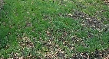 Овес как сидерат: чем полезен, как его сеять и когда убирать