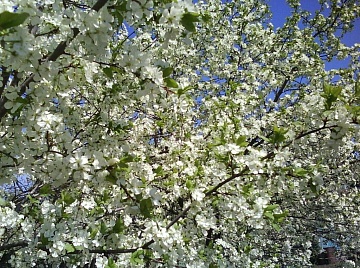 Как повысить урожайность вишни