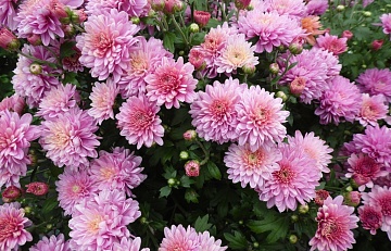 Как правильно сохранить хризантемы зимой