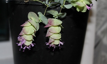 Орегано декоративное (киригами): посадка и уход