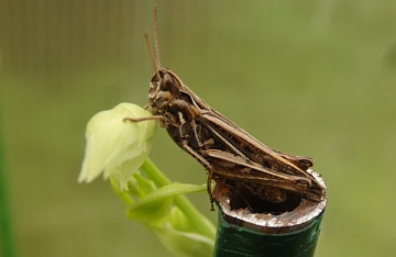 Кузнечики – какие они, польза и вред, как отличить от саранчи