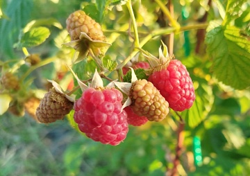 Малина нектарная: уход и выращивание малино-поляничного гибрида