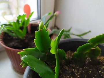 10 причин почему ваши комнатные растения не цветут