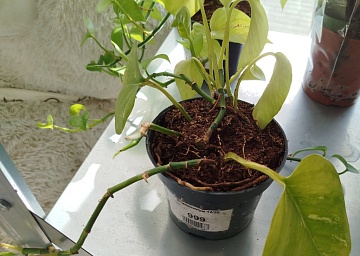 Комнатный эпипремнум: виды и сорта, как ухаживать и формировать