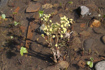 Сорняк или украшение участка: как правильно выращивать белокопытник в саду