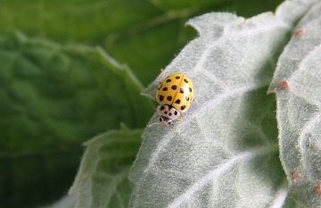 Вредитель или помощник? Псиллобора – что это за насекомое и какова его роль в саду