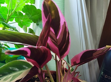 Строманта: виды и сорта, выращивание и уход