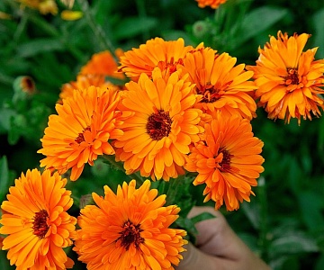 10 однолетних цветов, которым не страшны возвратные заморозки