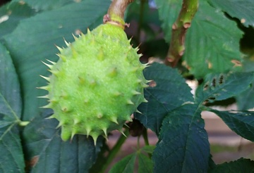 Каштан: виды, посадка, выращивание и уход, низкорослые формы для участка