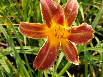 ТОП-16 садовых цветов, которые не нужно укрывать на зиму