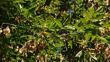 Американский клен на участке: могут оштрафовать и землю отобрать