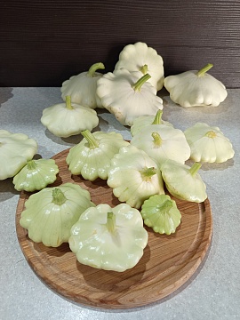 Патиссон Силантий — вот это урожай!