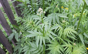 Выращивание валерианы в саду: какие сорта выбрать, как посадить, размножить растения и заготовить сырье