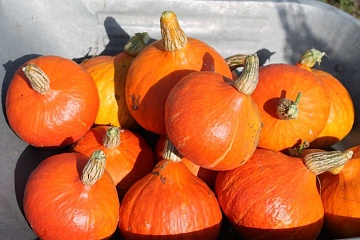 12 неприхотливых культур для дачника выходного дня