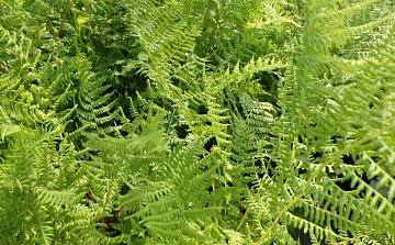 Кочедыжник: выращивание и уход за папоротником в саду