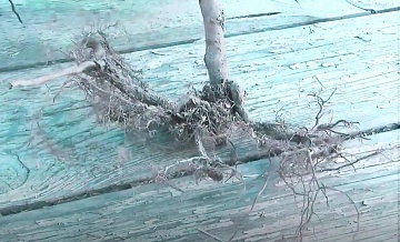 Особенности саженцев зимней прививки