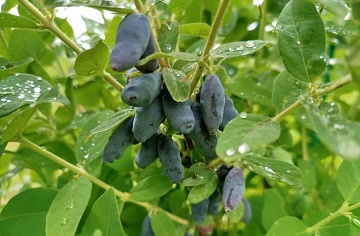 Жимолость Хоней Би — идеальный опылитель для канадских сортов