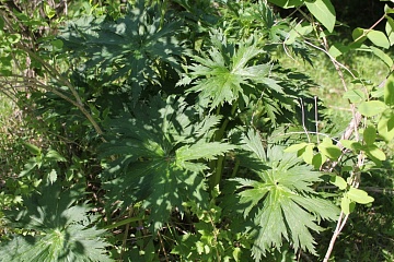 Борец северный: описание, выращивание, польза и вред