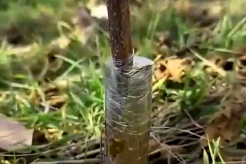 Чем лучше обматывать прививки деревьев