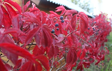 Как бороться с диким виноградом