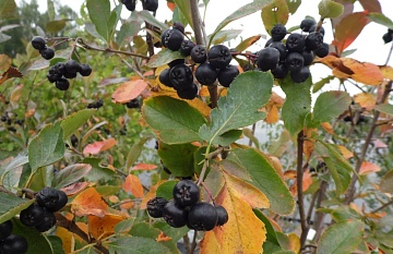 Сорбарония — улучшенная черноплодка, урожайная, вкусная и красивая