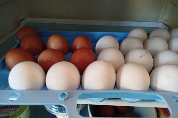 Сроки хранения яиц: сколько составляют и от чего зависят