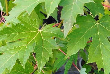 Декоративные сорта клена для выращивания в саду