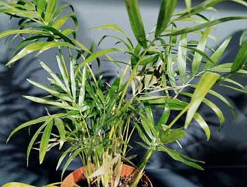 Хамедорея: посадка, выращивание и уход