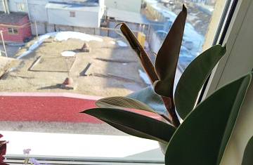 Весенний уход за комнатными растениями: как пробудить зелень после зимы