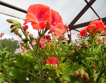 Черенкование пеларгонии весной: подробная инструкция 