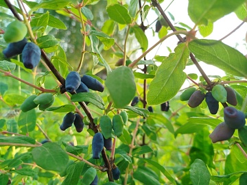 Жимолость Бархат — для “бархатного” варенья и вкусных домашних напитков