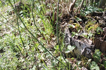 Хвощ: виды, лечебные свойства, противопоказания