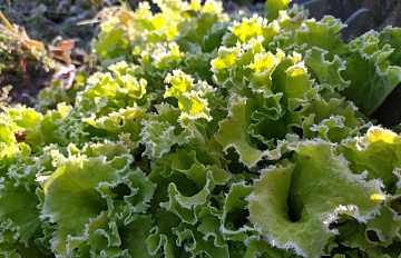 Весенние заморозки: как защитить сад и огород