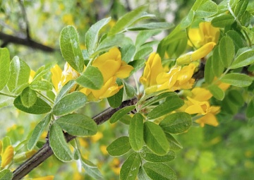 Акация: виды, выращивание и уход