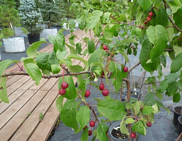 Можно ли есть декоративные фрукты и овощи