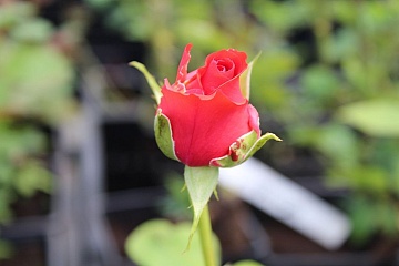 10 «капризов» роз, о которые спотыкаются даже опытные садоводы