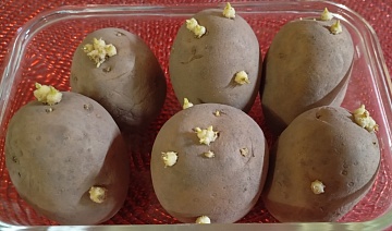 Семенной картофель: весенняя обработка для посадки