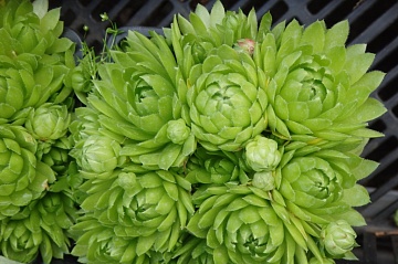 Выращивание молодило в саду: советы по посадке и дизайну