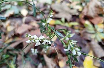 Донник белый: описание, применение, выращивание