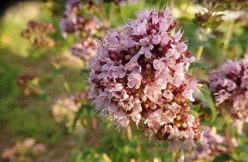 Бордюры из пряных и лекарственных трав