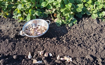 Посадка чеснока в клубнику — экономия места и польза