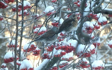 Дрозды рябинники – не певчие, но скандальные и вредные