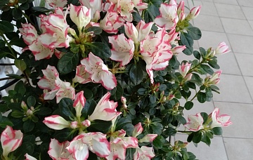 Комнатная азалия: выращивание и уход