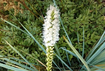 Лиатрис колосковый: описание, посадка и уход