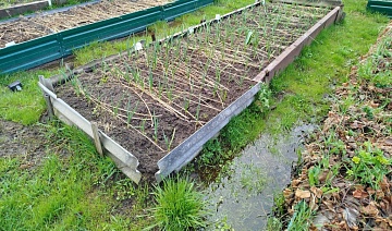 Если грунтовые воды высоко, как выращивать плодовые деревья, цветы, овощи