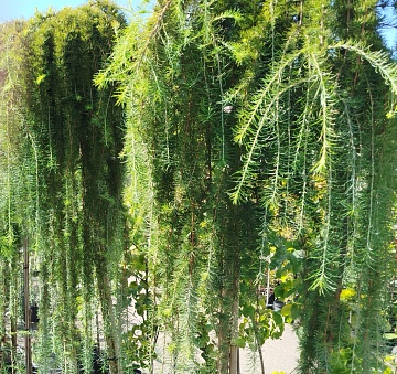 Лиственница: сорта для выращивания на участке, посадка и уход