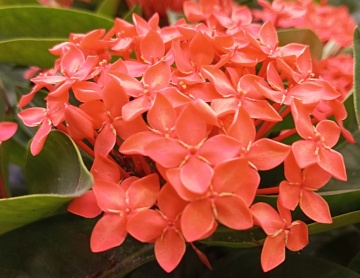 Иксора — «пламя джунглей» в вашем доме