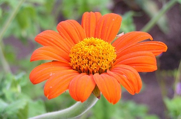 Титония (мексиканский подсолнух): описание, виды и сорта, посадка и уход