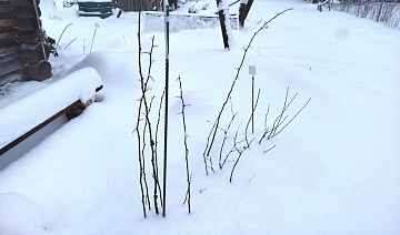 Как правильно осматривать укрытые растения зимой