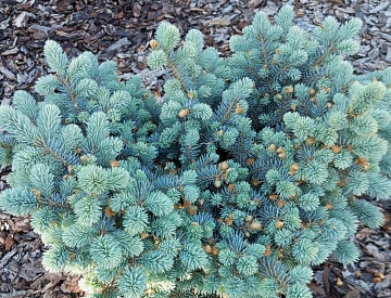 Хвойные растения в моем саду (что сделано правильно, и каких ошибок можно было избежать)